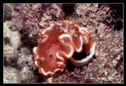 Nudi with eggs.Nikon F100,105mm,f13,1/60,YS-120,RVP100. by Allen Lee 